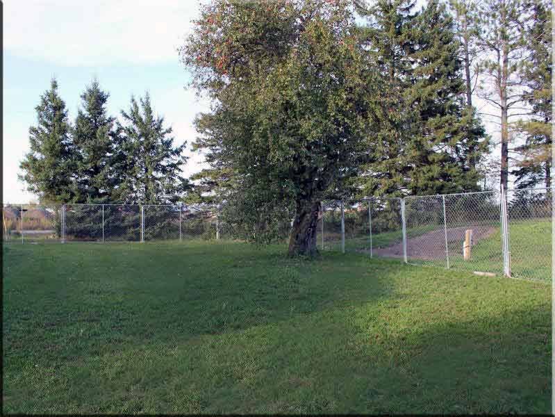 Our Maltipoo puppies for sale room backyard