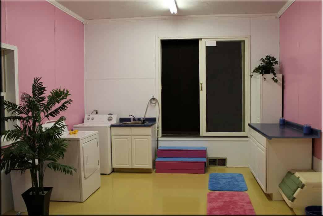 Maltipoo puppies for sale grooming and laundry area.