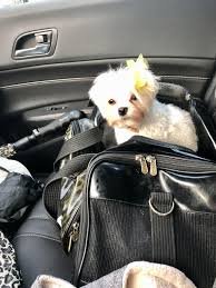 Cali Mini Maltipoo Home