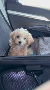 Cali maltipoo home