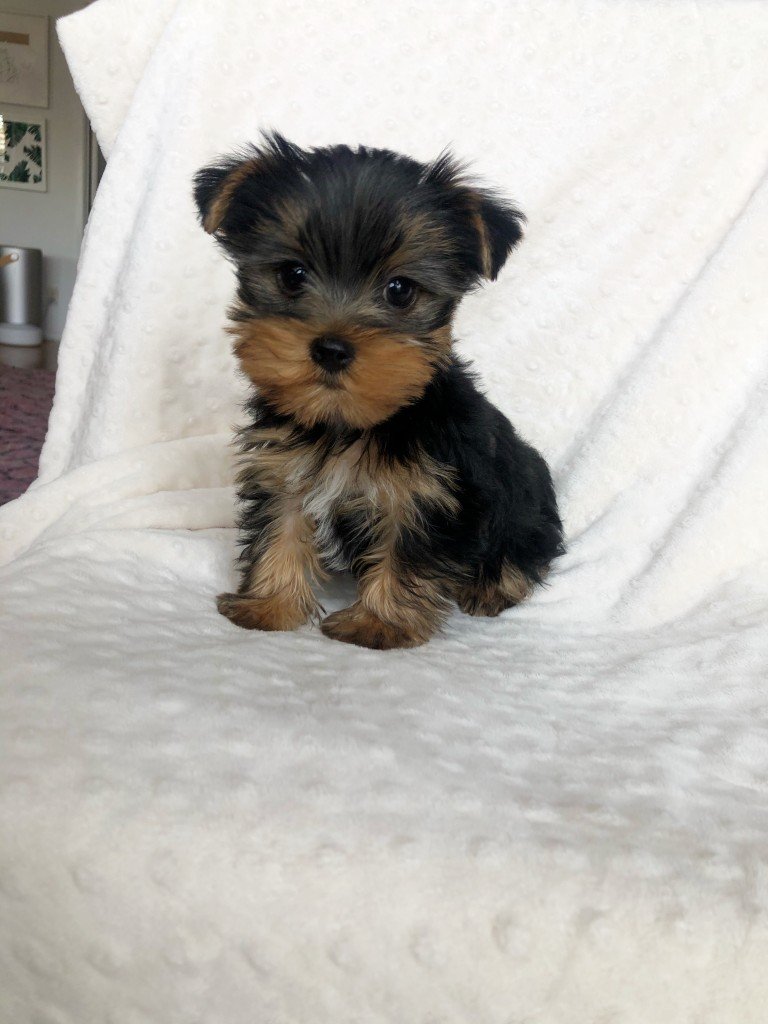 teacup yorkie puppy for sale
