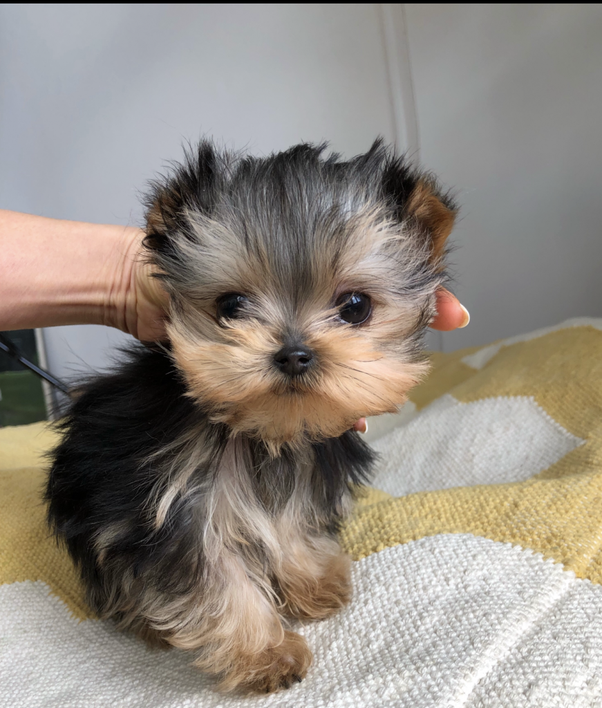 teacup yorkie puppy for sale