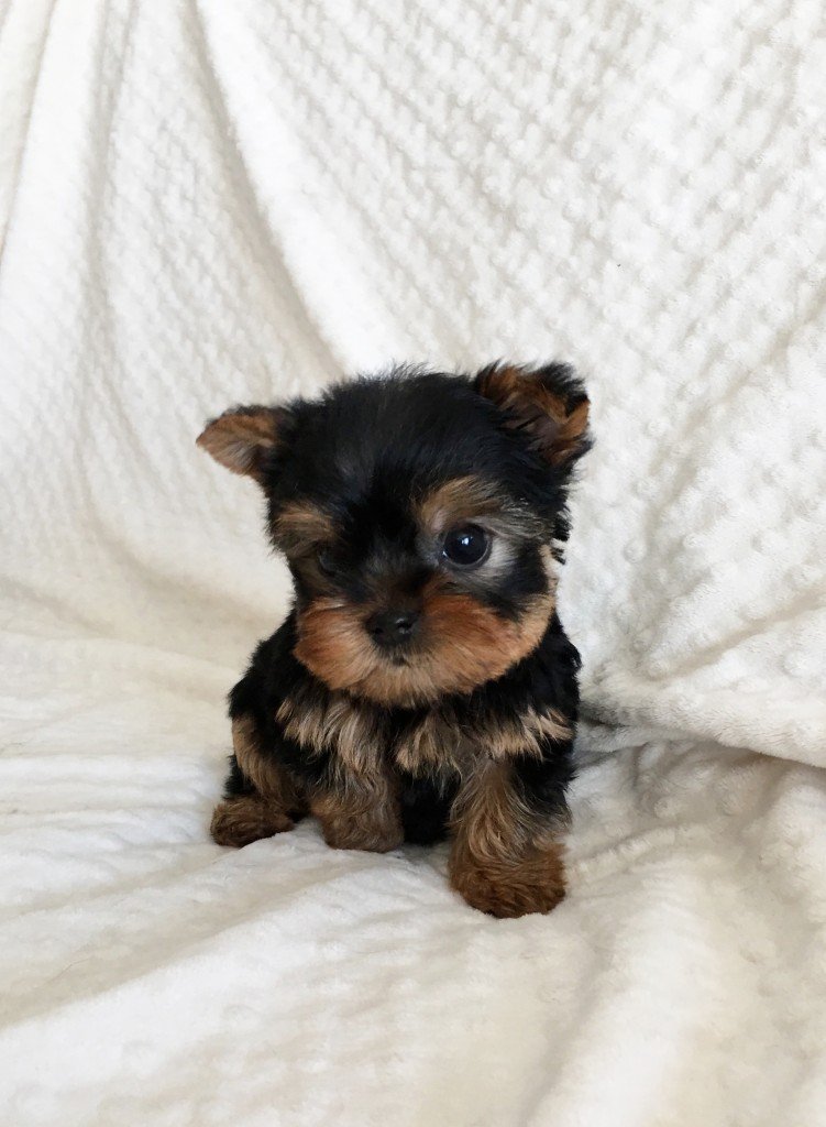 teacup yorkie puppies for sale
