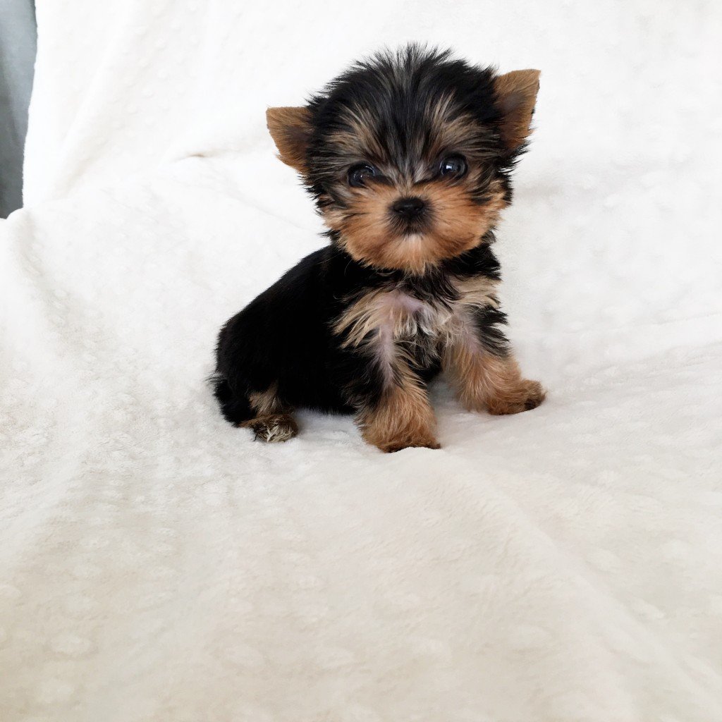 teacup yorkie puppy for sale