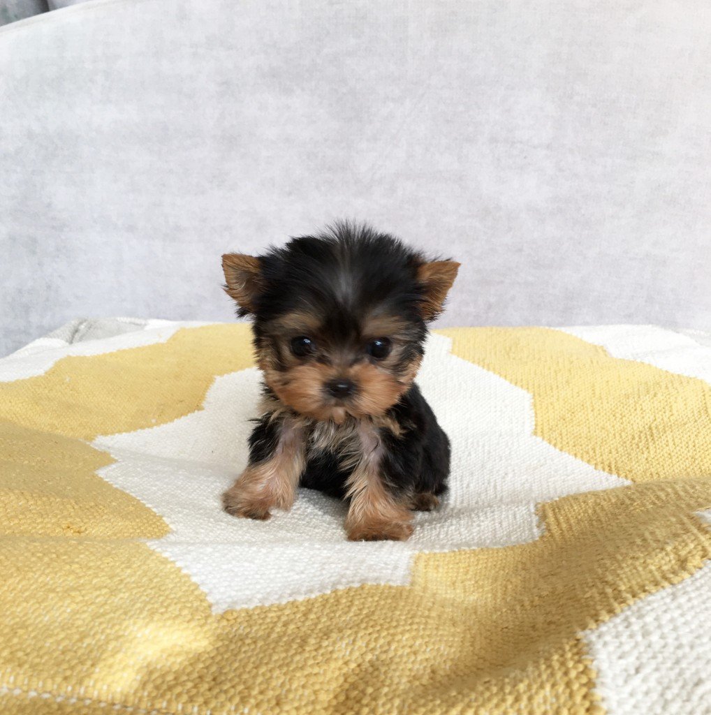 teacup yorkie puppy for sale