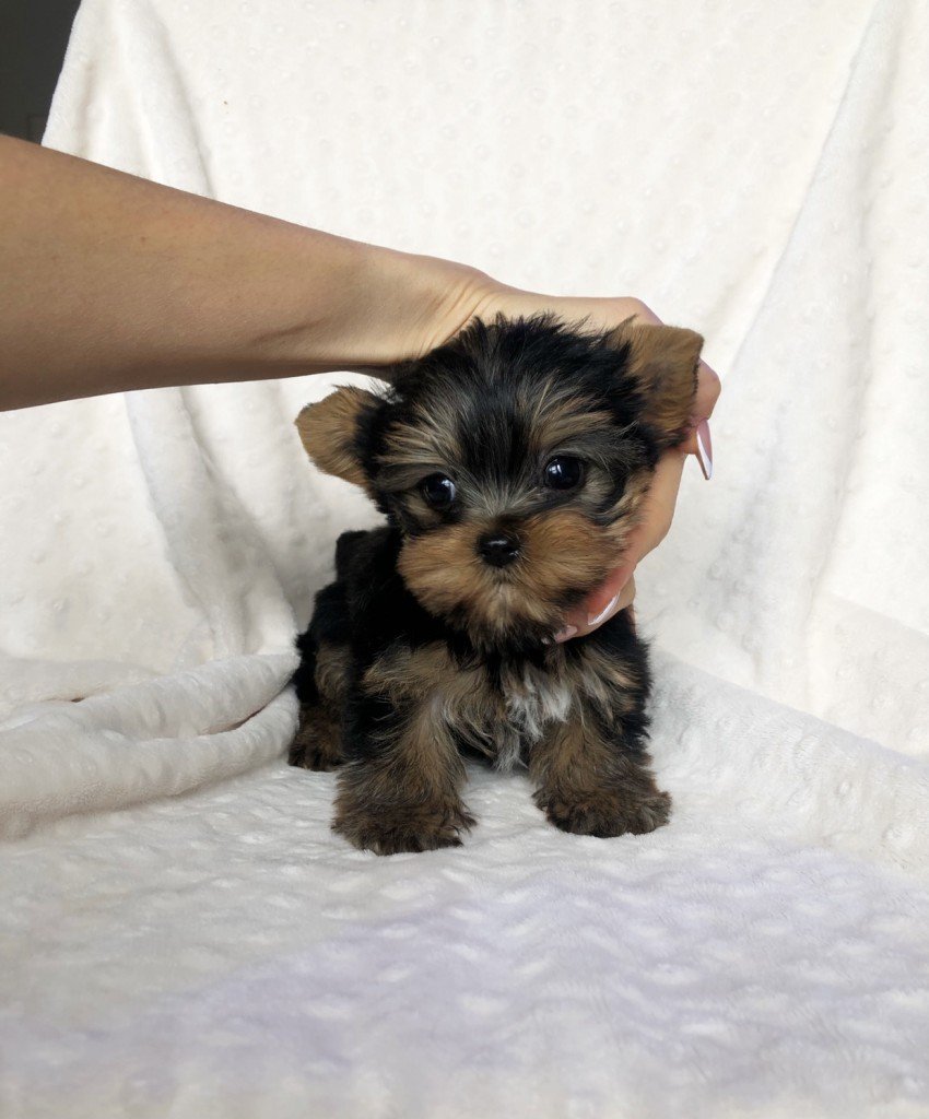 teacup yorkie puppy for sale