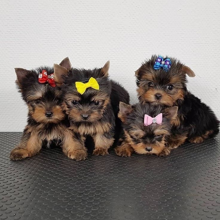 yorkie puppies for sale