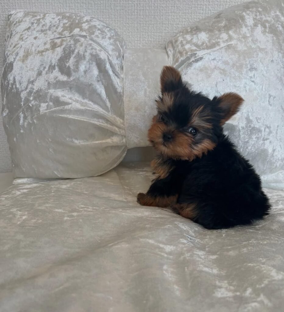teacup yorkie puppy for sale