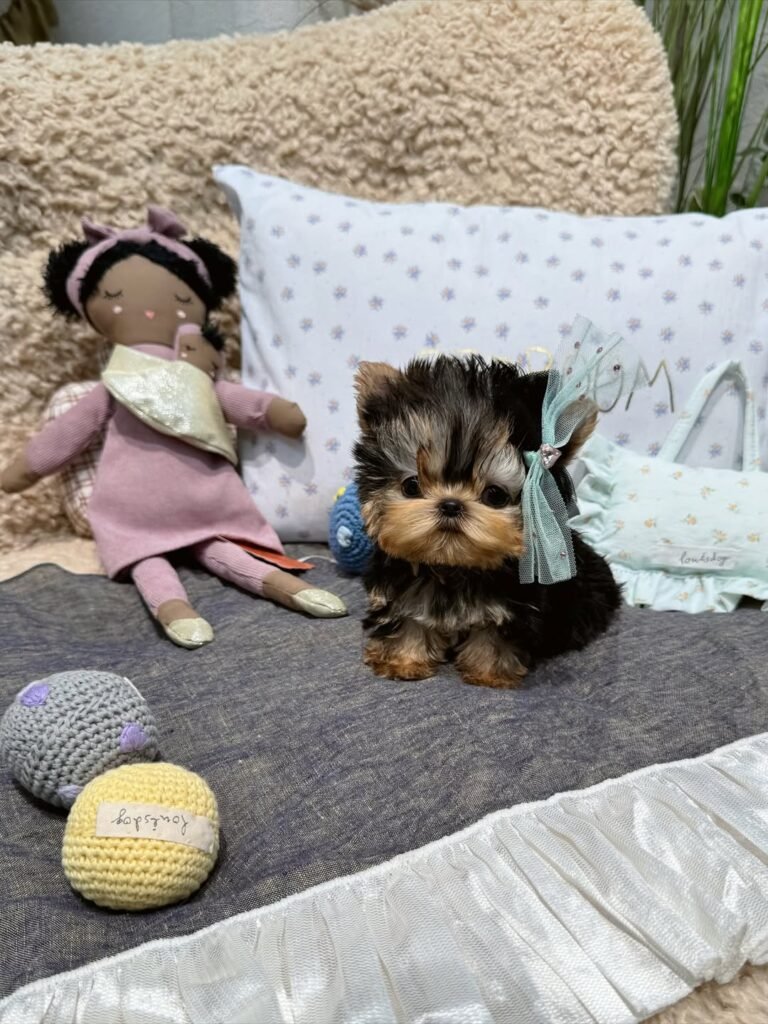 teacup yorkie puppies for sale
