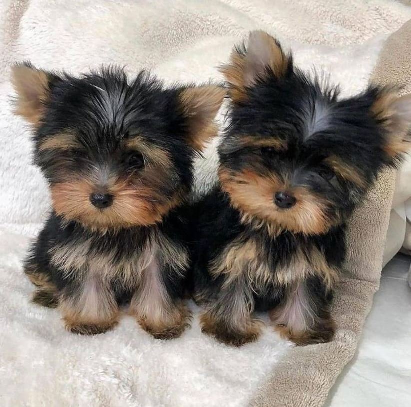 yorkie puppies for sale