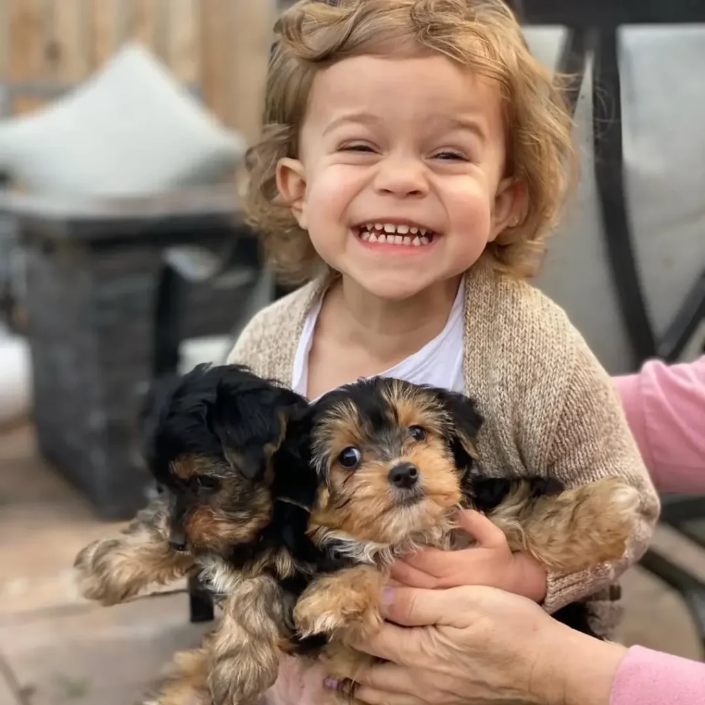 teacup yorkie puppies for sale