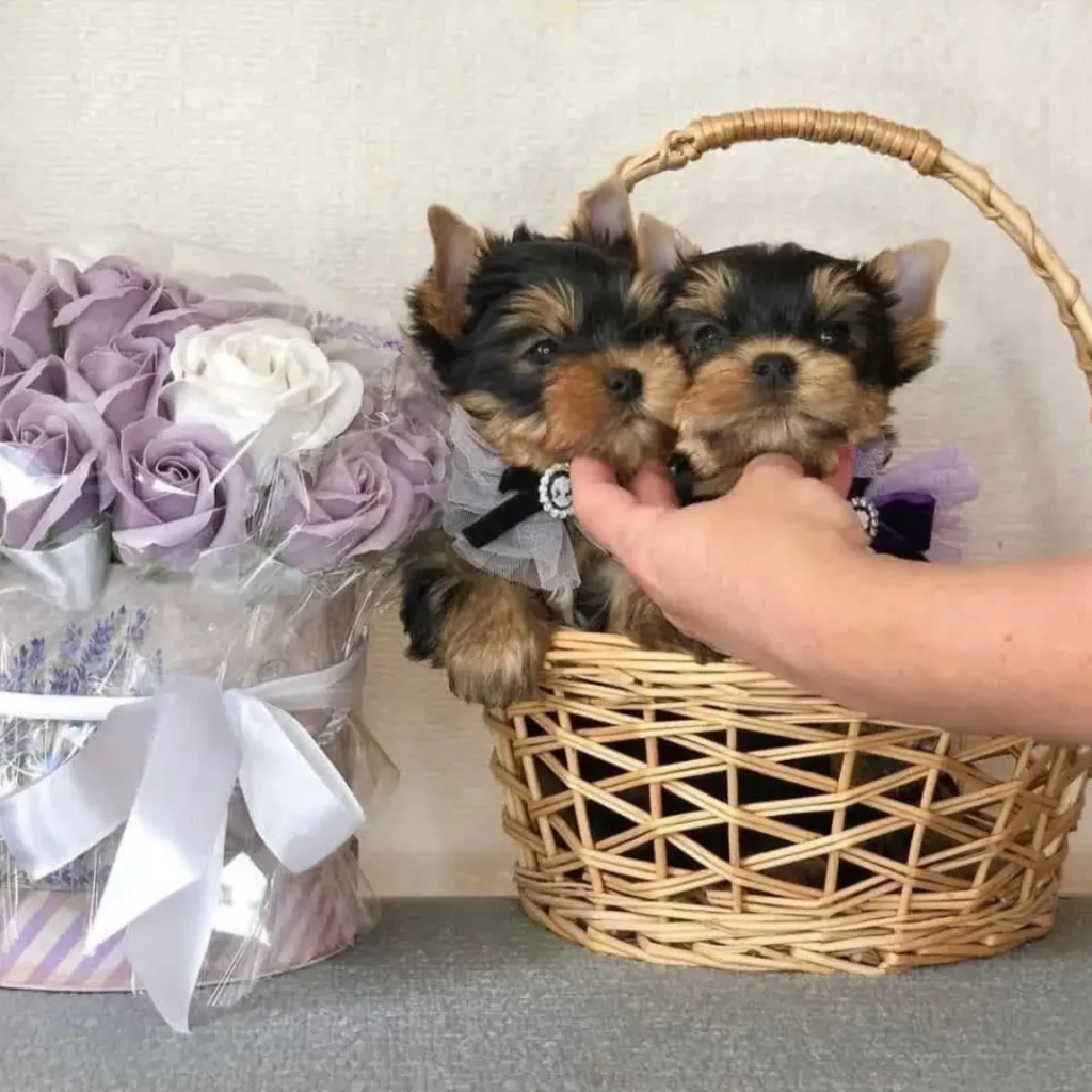 teacup yorkie puppies for sale