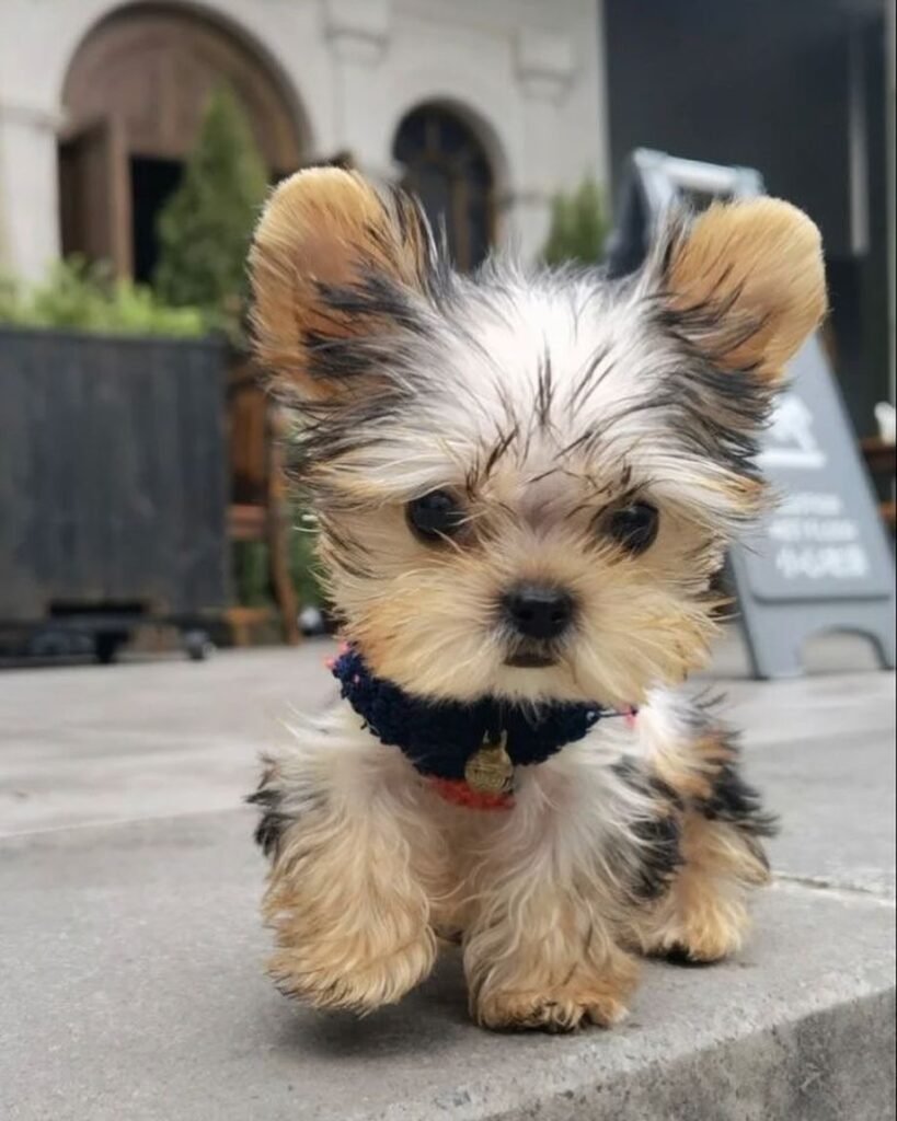 yorkie puppies for sale