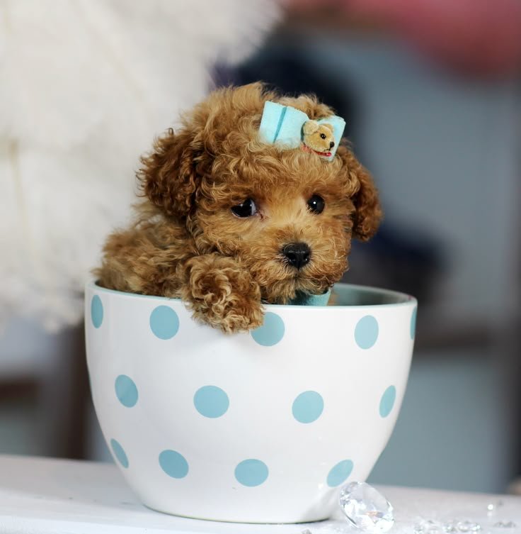 toy poodle for sale