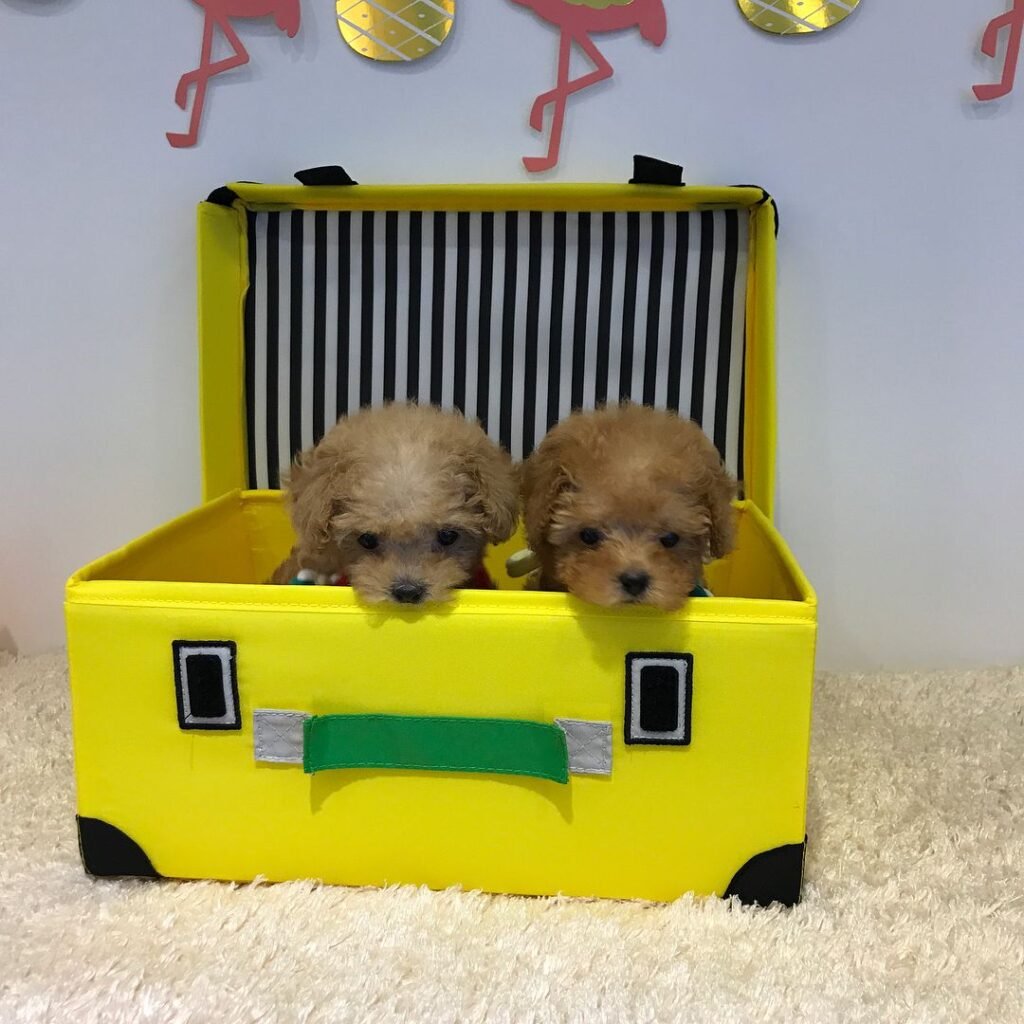 Abby & Romeo
