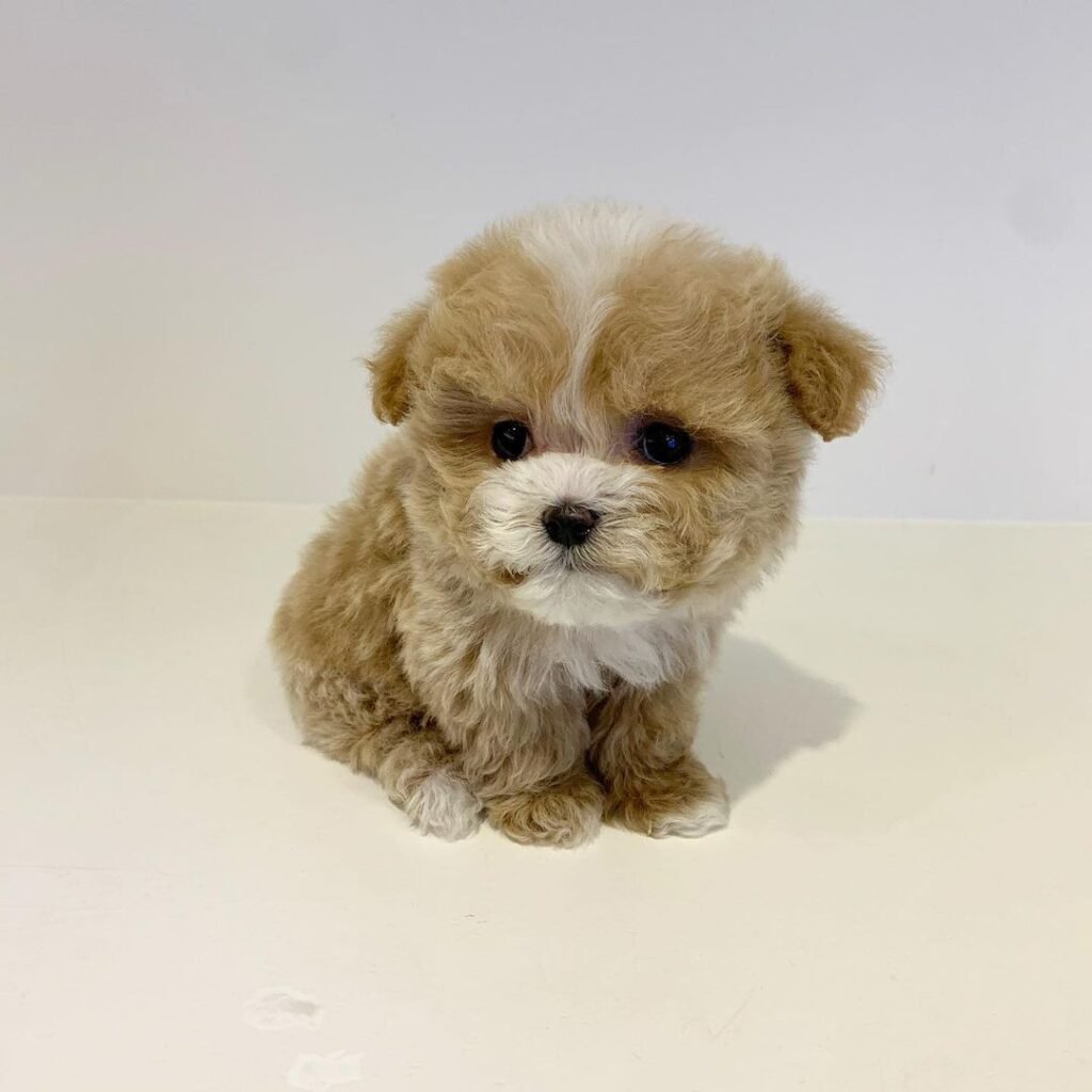 Coco